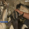 На Дніпропетровщині волонтери врятували кіз від голодної смерті 