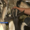 На Дніпропетровщині волонтери врятували від голодної смерті кіз