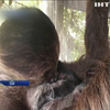 У зоопарку Маямі народилося дитинча лінивця