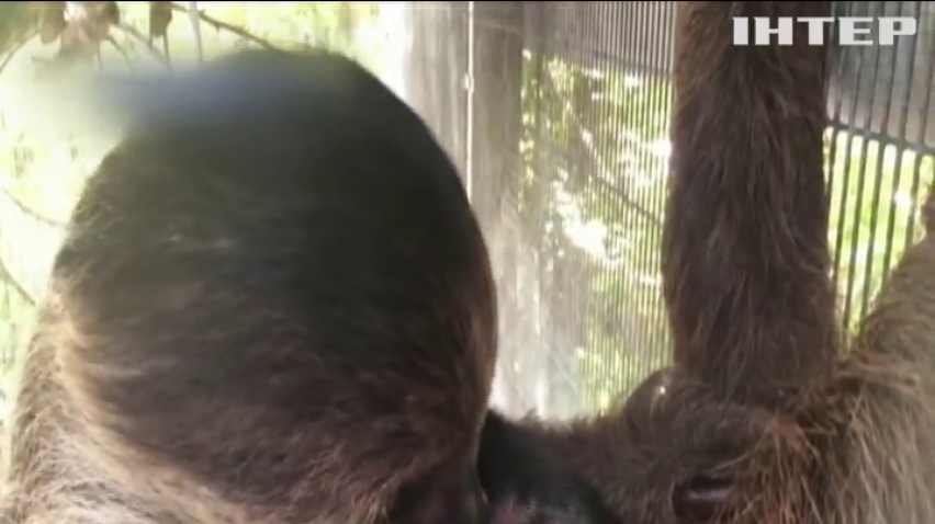 У зоопарку Маямі народилося дитинча лінивця