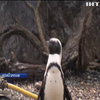 У зоопарку Бристоля пінгвінам видали морозиво