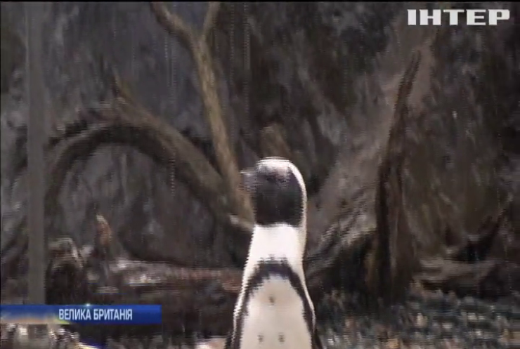 У зоопарку Бристоля пінгвінам видали морозиво