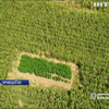 На Буковині викрили величезну плантацію коноплі