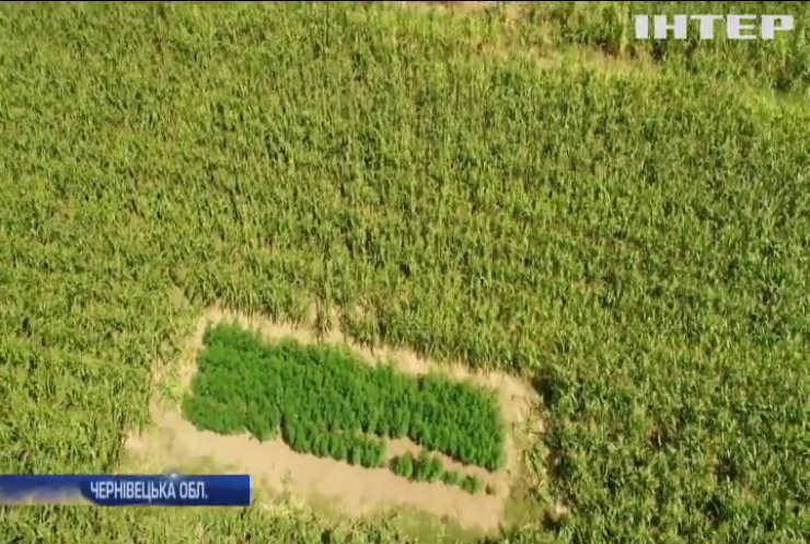 На Буковині викрили величезну плантацію коноплі