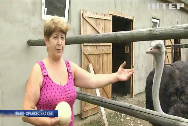 У Карпатах чоловік відкрив страусину ферму після повернення з фронту 