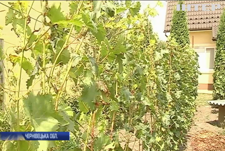 Житель Буковини вирощує рідкісні сорти винограду