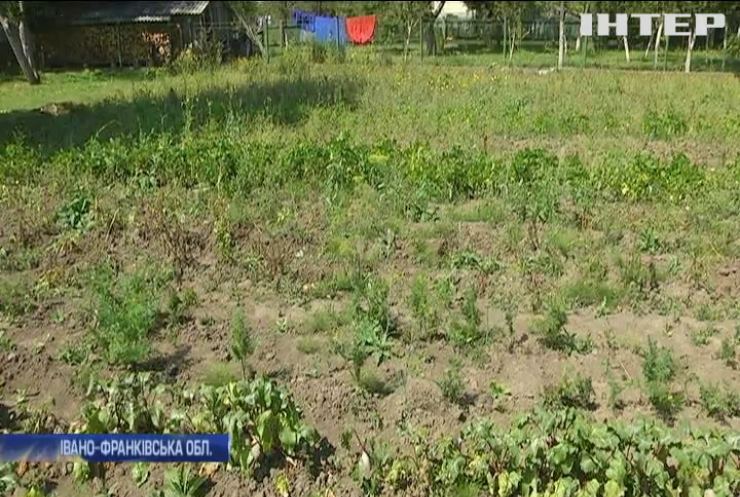 Експерти прогнозують дефіцит картоплі в Україні