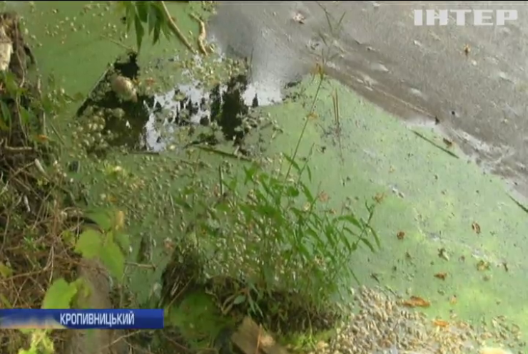 Мертва вода: у Кропивницькому масово загинула риба в річці Біянка