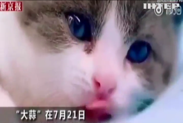 Китайські науковці вперше в історії клонували кота