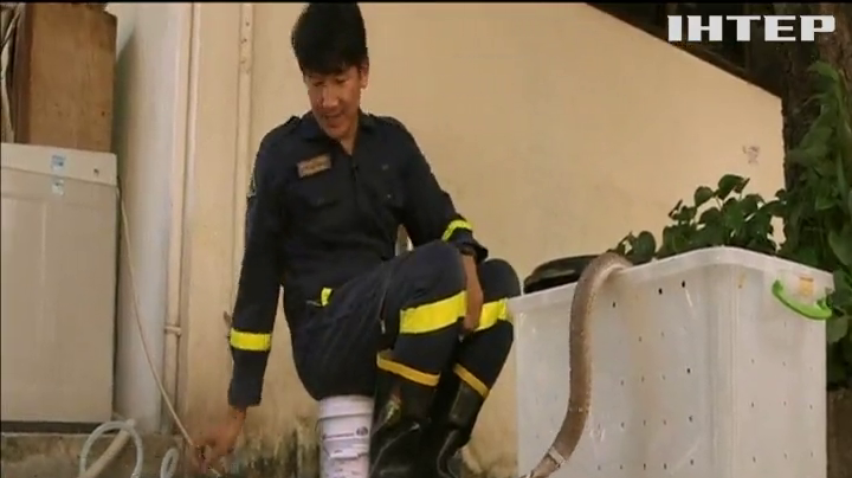 У Бангкоку спокій жителів охороняє приборкувач змій