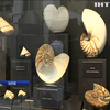 У Харкові на виставці від Feldman Family Museum показали минуле Землі