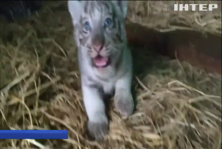 У зоопарку Перу народилася тигриця-альбінос