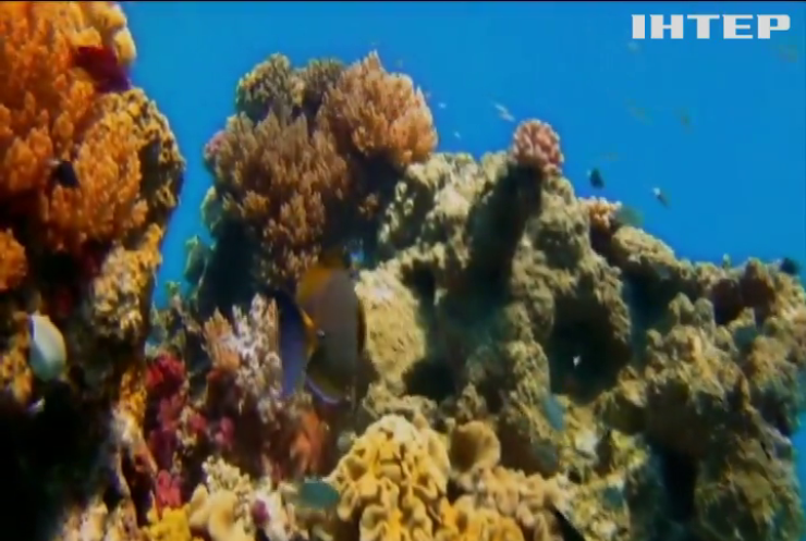 В Австралії робот захищатиме корали від хижаків