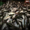Євросоюз хоче зменшити вилов риби на Балтиці