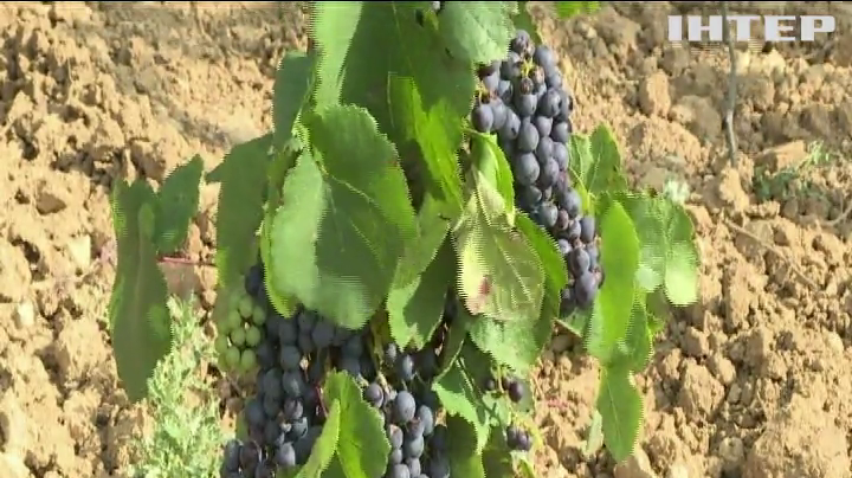 Глобальне потепління осушить погреби французьких виноробів