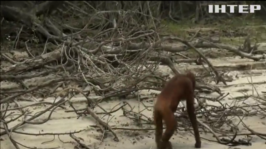 Орангутангів Індонезії травить небезпечний смог