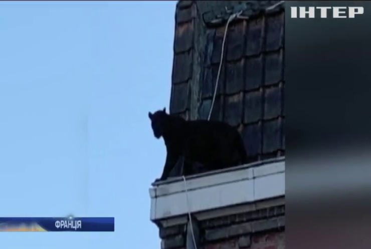 Чорна пантера налякала мешканців житлового будинку