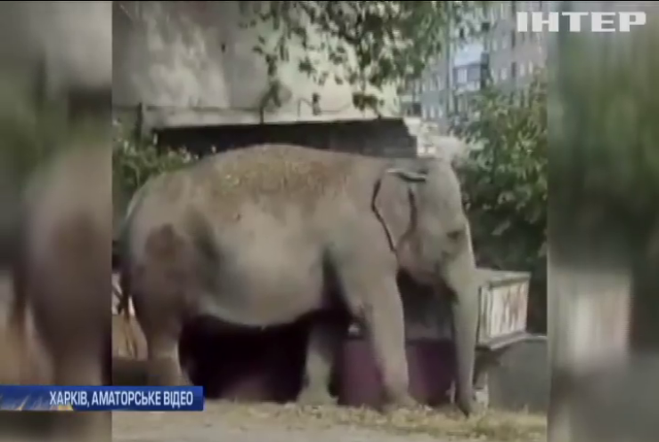 У Харкові дресирувальник випустив слона гуляти на вулицю (відео)