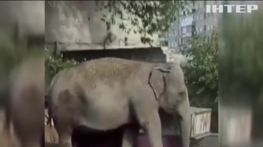 У Харкові дресирувальник випустив слона гуляти на вулицю (відео)