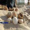 В Ізраїлі втілюють унікальну програму з відновлення популяції рідкісних черепах