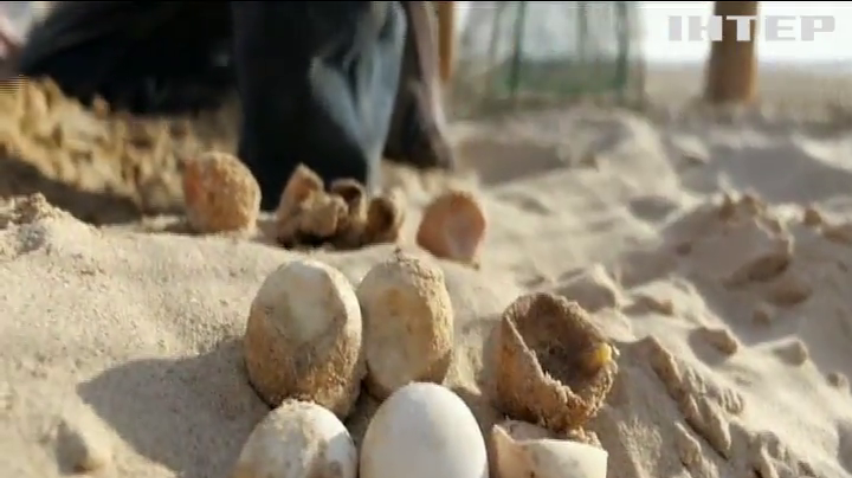 В Ізраїлі втілюють унікальну програму з відновлення популяції рідкісних черепах