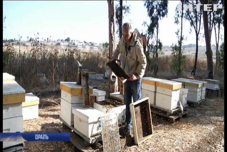 В Ізраїлі вивели нову породу бджіл