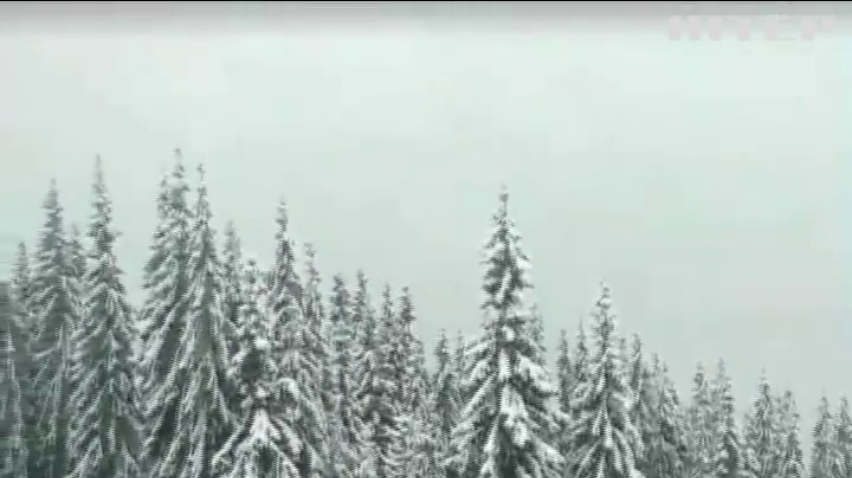 Карпатські ліси накрило снігом