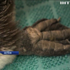 Австралійські зоологи врятували пінгвіна-подорожувальника 