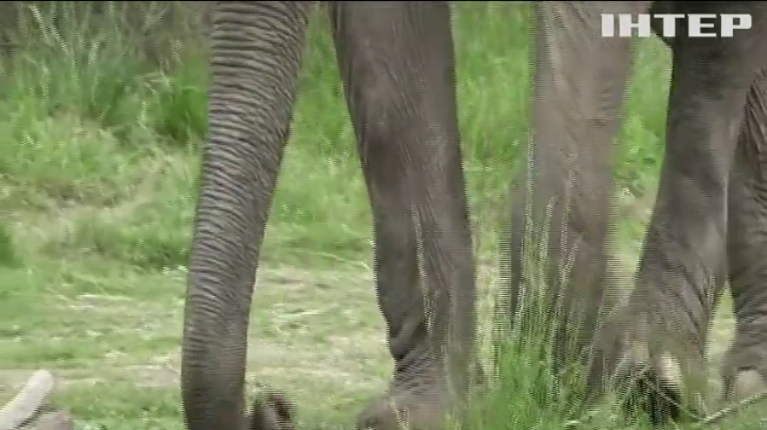 У Чилі слона врятували від цирку та переправили до національного парку