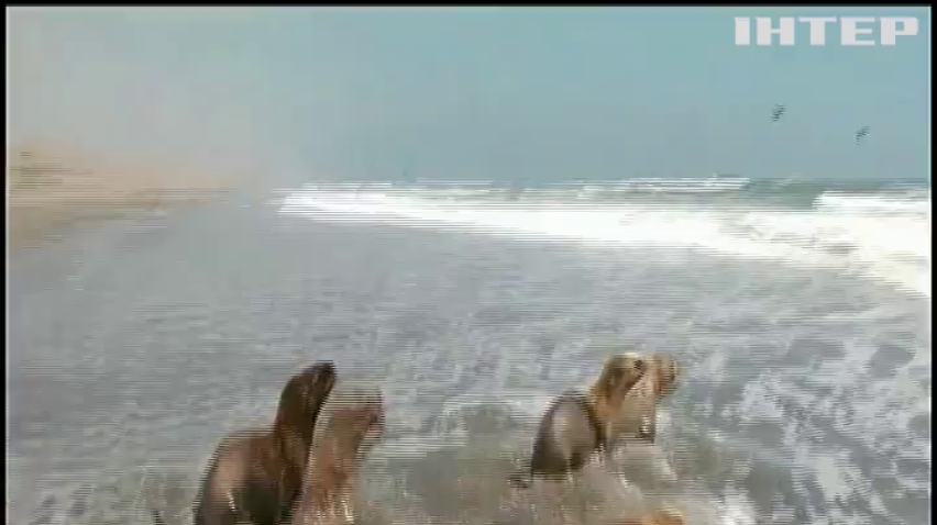 У Перу молодих морських левів випустили до дикої природи