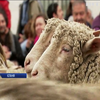 Отара овець пройшлась центром Мадриду