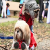 Нью-Йоркські любителі собак готуються до Хелловіну