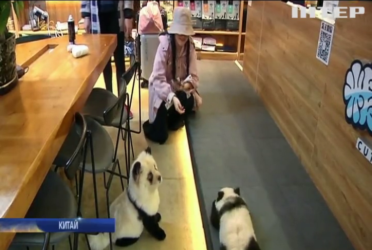 У Китаї власник кафе пофарбував собак "під панду" (відео)