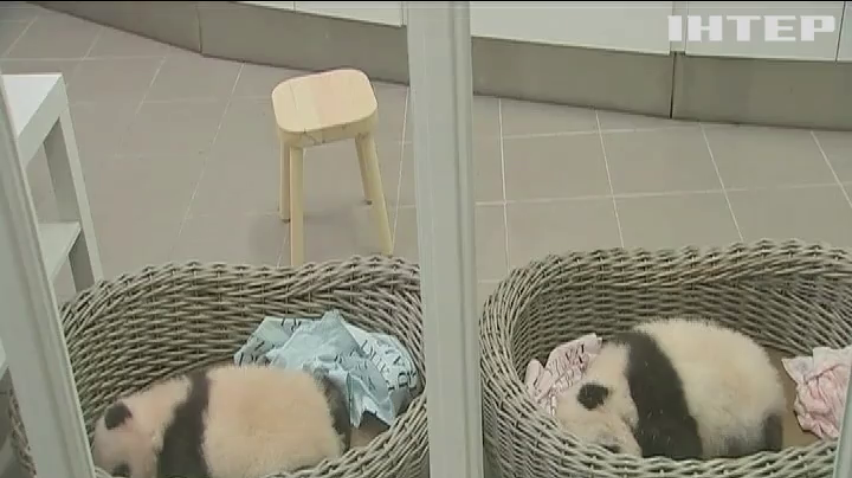 Бельгійський зоопарк поповнився дитинчатами панди