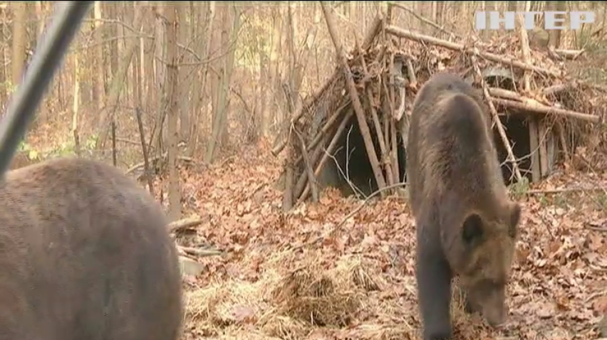 У Карпатах ведмеді навідуються по їжу до людських осель