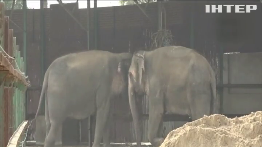 В Індії відкрили слонячий меморіал