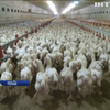 Польща вирвалася у світові лідери з експорту курятини: зворотній бік медалі