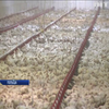 Польща рекордними темпами виривається у світові лідери з експорту курятини