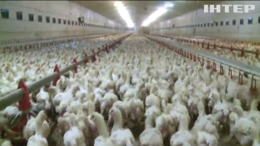 Польща вирвалася у світові лідери з експорту курятини: зворотній бік медалі