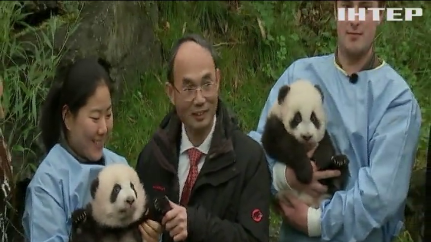 У бельгійському зоопарку дали імені новонародженим пандам