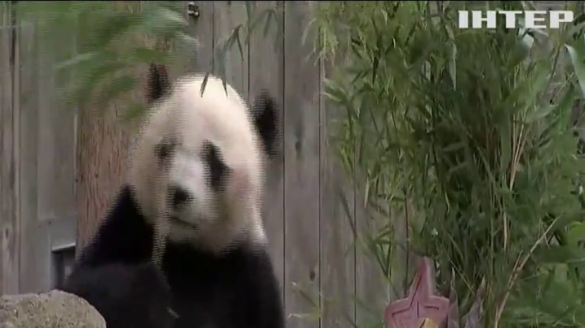 У зоопарку Вашингтона панда Бей Бей набирається вітамінів перед тривалим переїздом