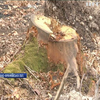 На Прикарпатті браконьєри знищили гектар заповітного лісу