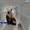 США повернуть Китаю панду для розмноження
