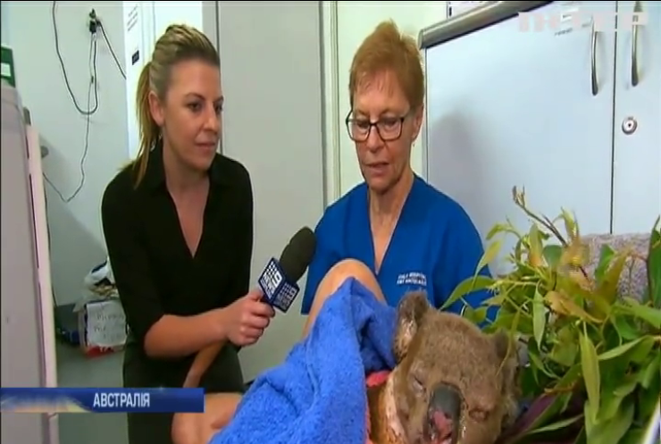 Австралійка врятувала коалу від жахливої смерті