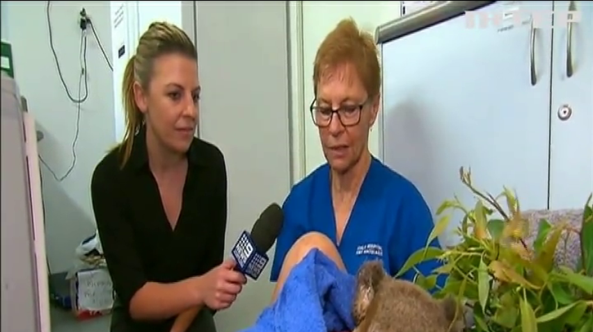 Австралійка врятувала коалу від жахливої смерті
