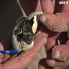 Захист рідкісного виду: у Тунісі пропонують засмагати поруч з черепашками