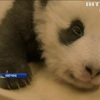 Берлінський зоопарк оприлюднив відео панд-близнят