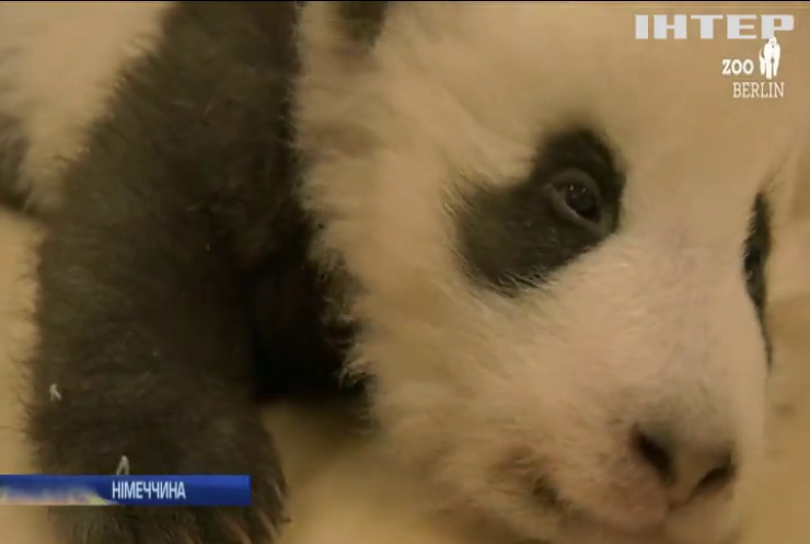 Берлінський зоопарк оприлюднив відео панд-близнят