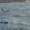 Унікальне видовище: біля узбережжя Італії помітили трьох китів