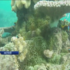 Австралійські науковці винайшли спосіб оживити Великий бар'єрний риф